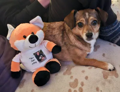 Ylvi mit Plüsch-Fuchs mit meinem Foto und der Aufschrift „Mein Onkel Andy“